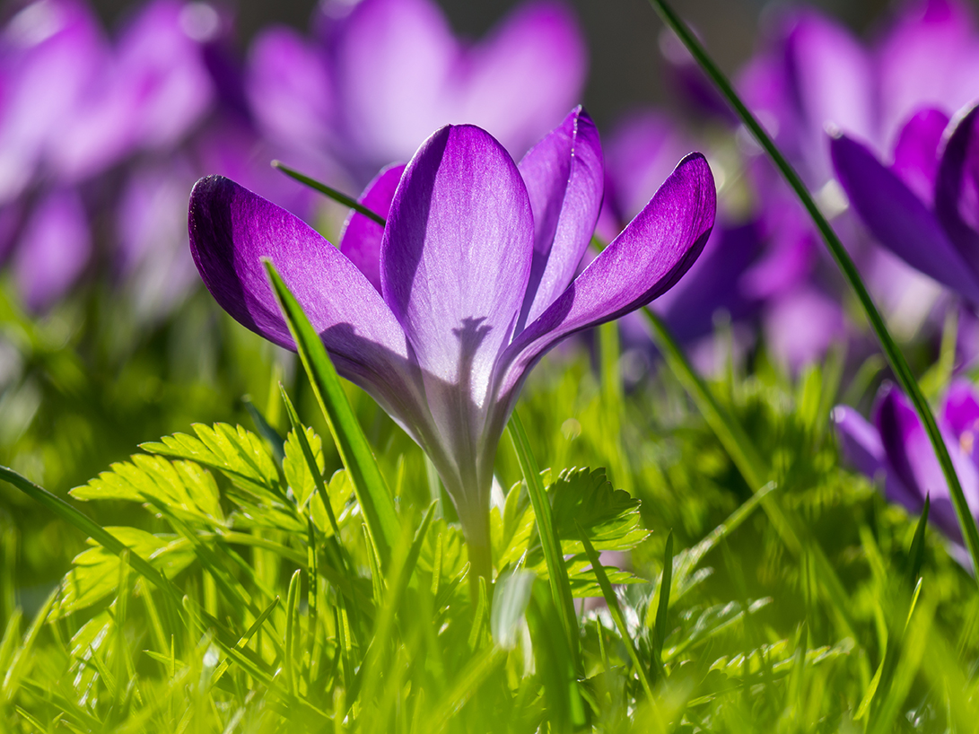 wildflowers